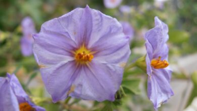 Photo of Solanum rantonnetti ou cuidado da planta Dulcámara