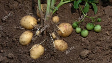 Photo of Solanum tuberosum Batata