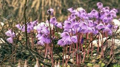 Photo of Soldanella montana Soldanelle de las montañas