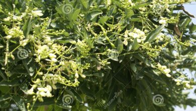 Photo of Sophora do Japão, árvore pagode