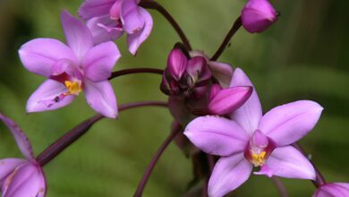 Photo of Spathoglottis plicata Spathoglottis plicata