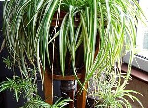 Photo of Spider Plant Care