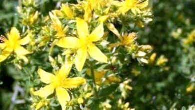 Photo of St. John’s Wort Control: Aprenda a controlar St. John’s Wort