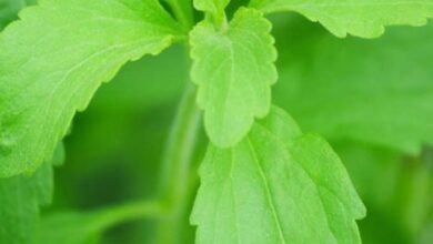 Photo of Stevia ou Stevia Pot Care