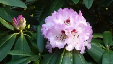 Photo of Su-Chuen Rhododendron, Sichuan Rhododendron