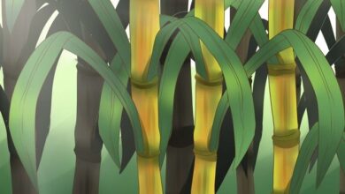 Photo of Sugarcane Care – Informações sobre a planta da cana de açúcar e dicas de cultivo