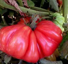Photo of Sun Pride Tomato Care – Dicas de Cultivo para Tomate Sun Pride