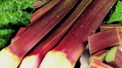 Photo of Sunrise Rhubarb Variedades – Como cultivar plantas do Sunrise Rhubarb