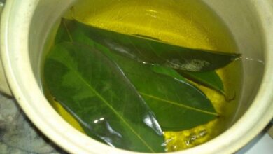 Photo of Sweet Bay Leaf Spots: Cuidando dos problemas das folhas da louro