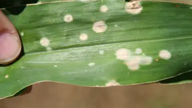Photo of Sweet brown spot corn – Tratamento do milho Sweet leaf spot
