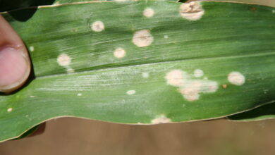 Photo of Sweet brown spot corn – Tratamento do milho Sweet leaf spot