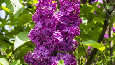 Photo of Syringa vulgaris Lila común