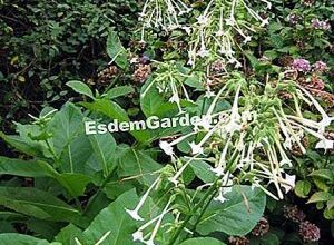 Photo of Tabaco gigante Nicotiana sylvestris, tabaco silvestre