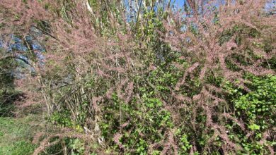 Photo of Tamarix africana, um arbusto com flores agrupadas