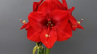 Photo of Tanque Amaryllis