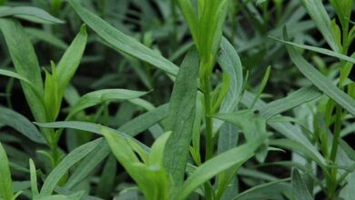 Photo of Tarragon