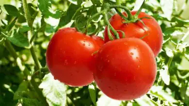 Photo of Tempo de colheita do tomate : Quando colher os tomates