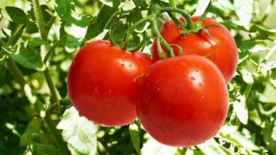 Photo of Tempo de colheita do tomate : Quando colher os tomates