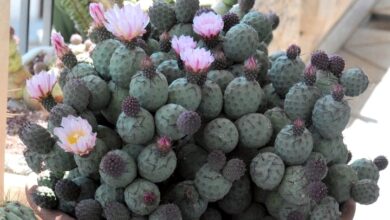 Photo of Tephrocactus geometricus, Opuntia geometricus