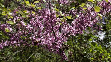 Photo of Terebintina Pistachio