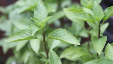 Photo of Thai Basil: Dicas para o cultivo do manjericão tailandês