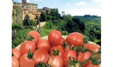 Photo of Thai Pink Egg Care: O que é uma planta de tomate Thai Pink Egg Tomato?