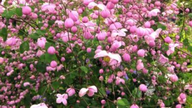 Photo of Thalictrum delavayi Delavay Pigamon