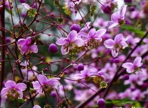 Photo of Thalictrum rochebrunianum Rock Pigamon