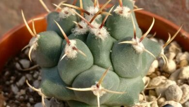 Photo of Thelocactus rinconensis Copiapoa de México