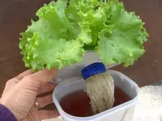 Photo of Thumb Lettuce Care – Aprenda a cultivar plantas de alface do polegar.