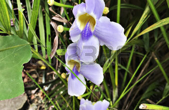 Photo of Thunbergia grandiflora Thunbergy, trombetas de Bengala