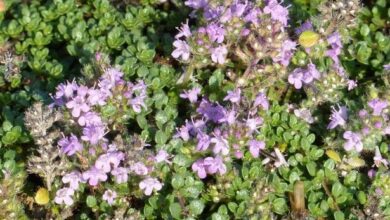 Photo of Thymus hirsutus Thymus hirsute