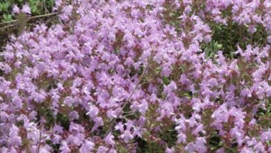 Photo of Thymus nitens Tomilho luminoso