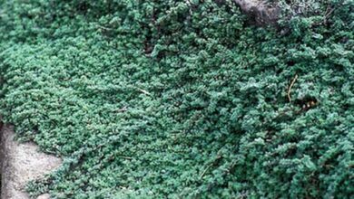 Photo of Thymus pseudolanuginosus Woolly thyme