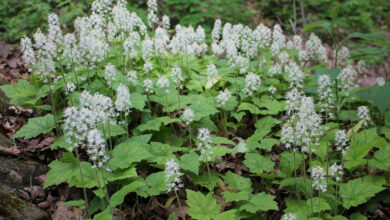 Photo of Tiarella cordifolia