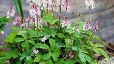 Photo of Tiarella cordifolia, Fleur de mousse ou Tiarella