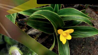 Photo of Tillandsia filifolia, Verme do ar de folhas filiformes