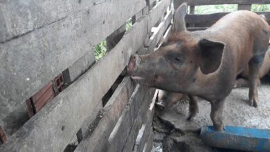 Photo of Tipos de bebedouros para porcos