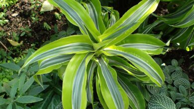 Photo of Tipos de dracaena