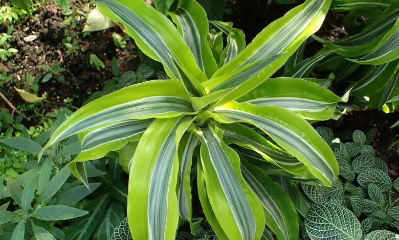 Featured image of post Planta Dracena Verde E Amarela As suas maiores folhagens podem alcan ar at 40 cm de comprimento