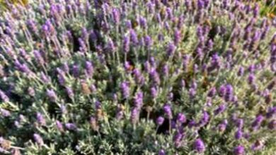 Photo of Tipos de lavanda: Diferença entre a lavanda francesa e a inglesa