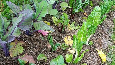 Photo of Tipos de plantas de Agastache – Variedades Hyssop para o jardim