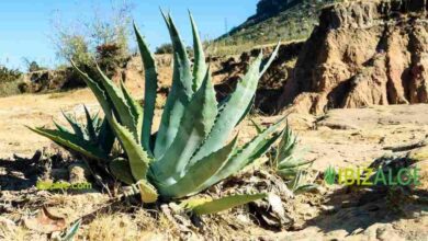 Photo of Tipos de plantas de sábila