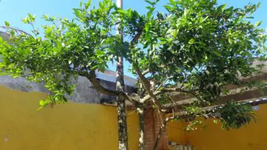 Photo of Tipos de poda das árvores frutíferas