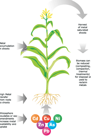 Photo of Tipos de solo para as plantas crescerem em