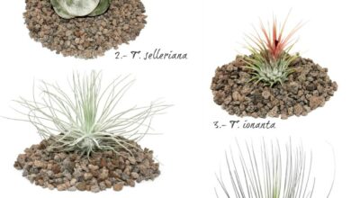 Photo of Tipos de Tillandsia