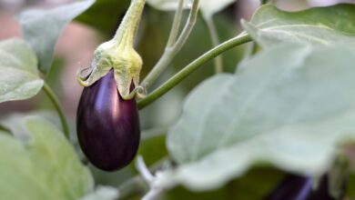 Photo of Todas as dicas para cultivar berinjelas em casa