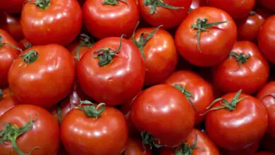 Photo of Tolerância à temperatura dos tomates : A melhor temperatura de crescimento para o tomate