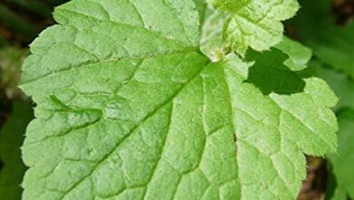 Photo of Tolmiea, uma planta doméstica fácil de cultivar