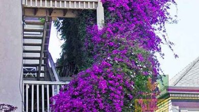 Photo of Tomando conta da Santa Rita ou Bougainvillea